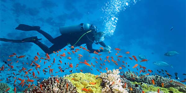 Stone Town Surrounding Reefs and Wreck Dives