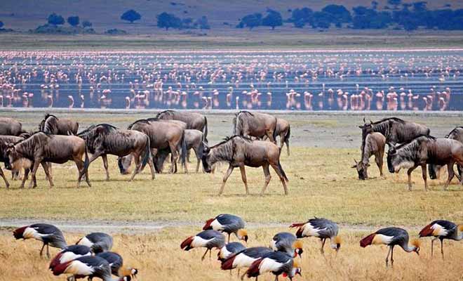 Manyara National Park