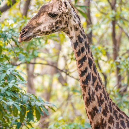 Giraffe portrait in Lake Manyara