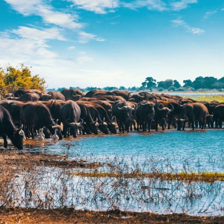 645e70b863e13681db5e0df6_Lake Manyara banner