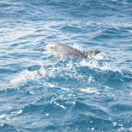 A_dolphin_in_the_India_Ocean_near_Zanzibar