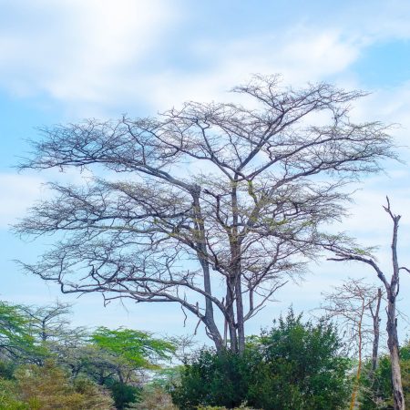 Selous Game Reserve landscape
