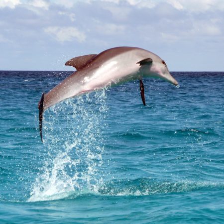 Dolphin_leap