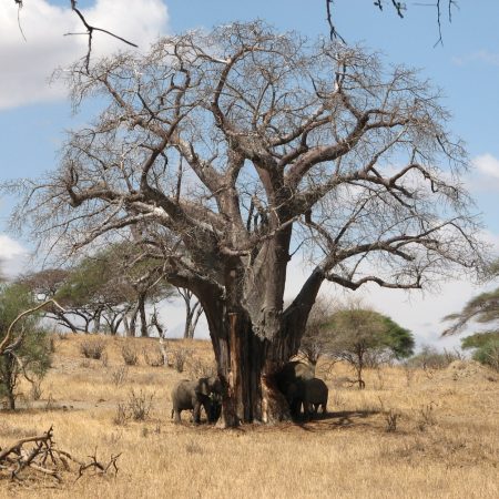 Elephants eating baobab bark in Tarangire