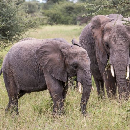 African elephant in Tanzania