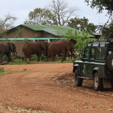 Elephant herd in Selous Game Reserve