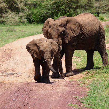 Elephants in Lake Manyara National Park