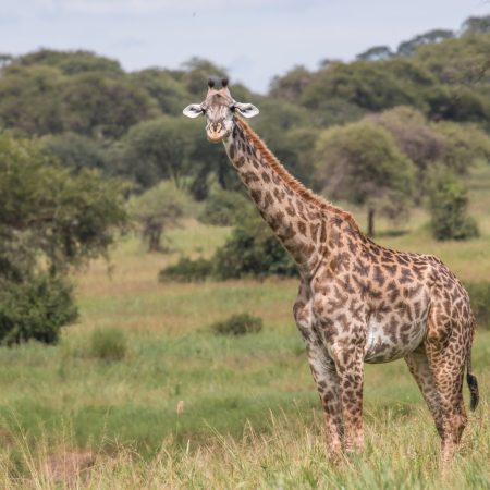Giraffe on safari in Tanzania