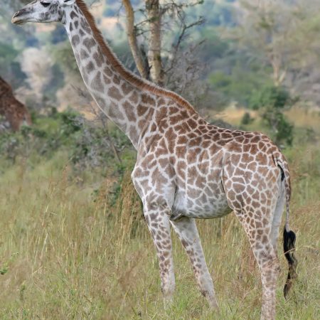 Giraffe_Mikumi_National_Park-2