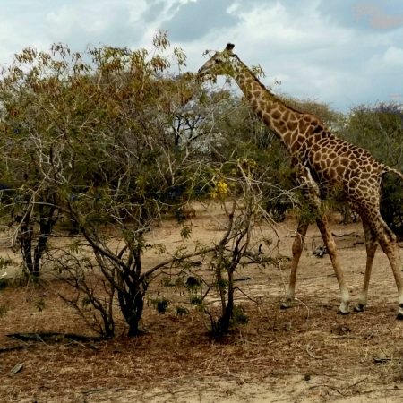 Giraffe_at_Nyerere_National_Park-2