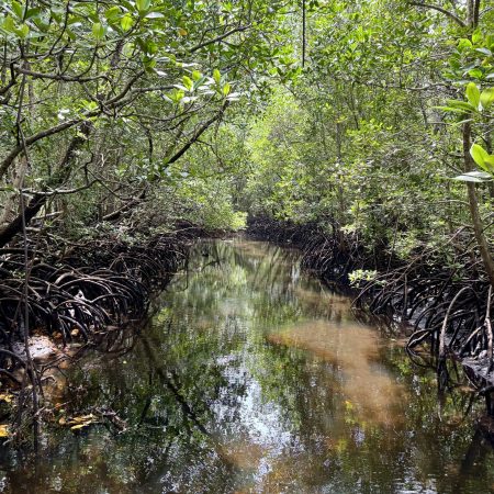 Magrove_forest2C_Jozani_Chwaka_Bay_National_Park2C_Kusini_DC2C_South_Zanzibar2C_Tanzania