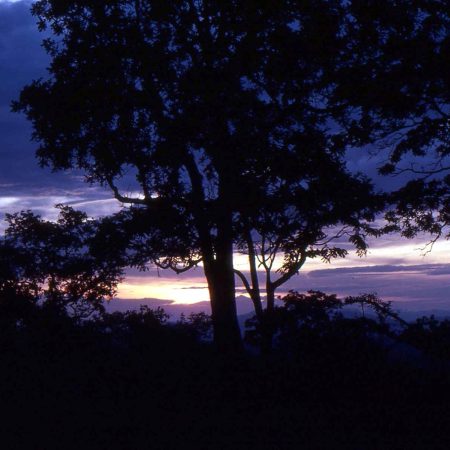 Mikumi_National_Park_28317905498529-2