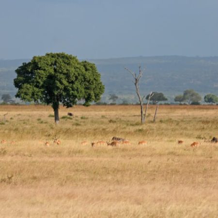 Mikumi_National_Park_June_2011