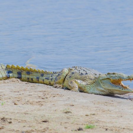 Nile crocodile at Selous (Nyerere National Park)