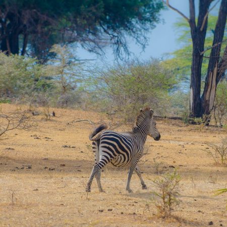 Zebra at Selous (Nyerere National Park)