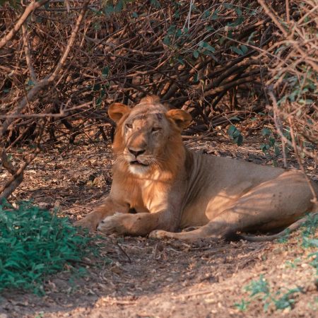 Male lion at Selous (Nyerere National Park)