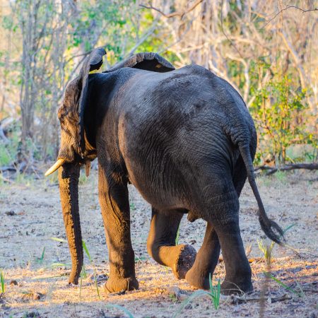 Nyerere_National_Park_283029-2