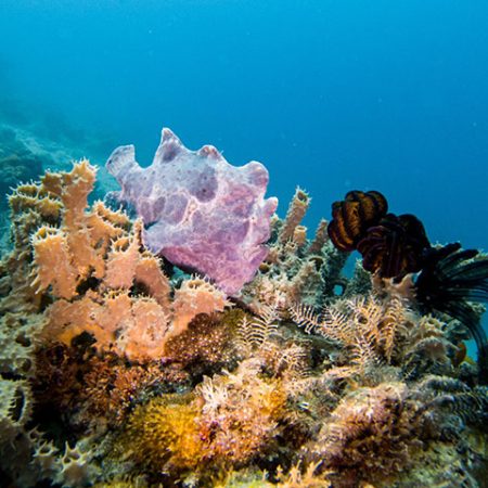 Shamzi_dive_site