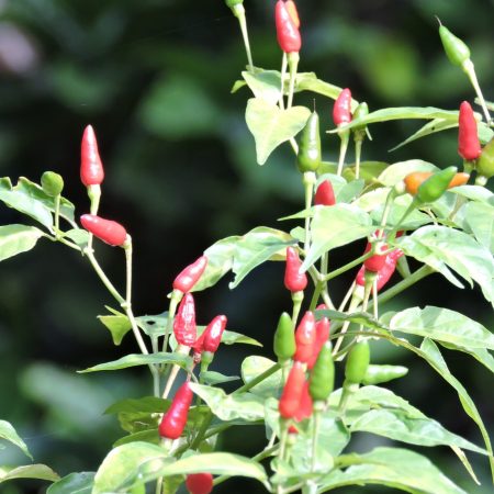 Spice_tour_2_281470104719129