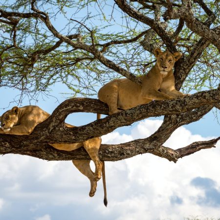 Tree-climbing-lions-of-Lake-Manyara-National-Park