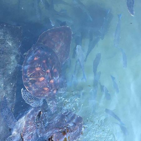 Turtles_and_small_fishes_at_Nungwi_in_Zanzibar
