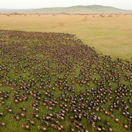 Wildebeest migration in Serengeti