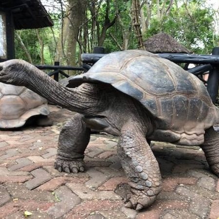 Zanzibar_Prison_Island_Aldabra_Giant_Tortoise_01