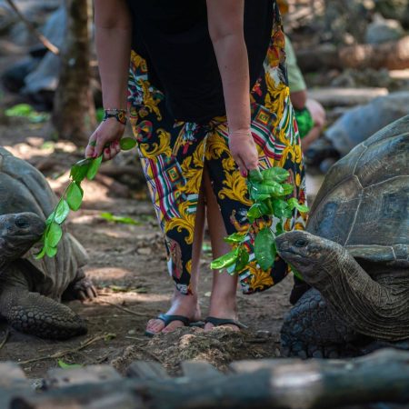 Zanzibar_Prison_Island_Aldabra_Giant_Tortoise_03