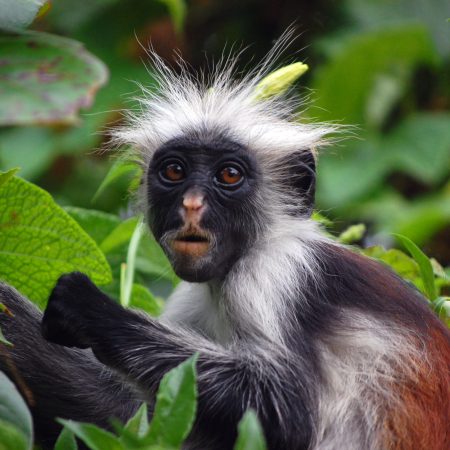 Procolobus kirkii