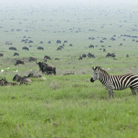 Zebra in Serengeti wildebeest migration