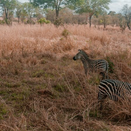 Zebras_Habitats_in_Mikumi_National_Park_Tanzania