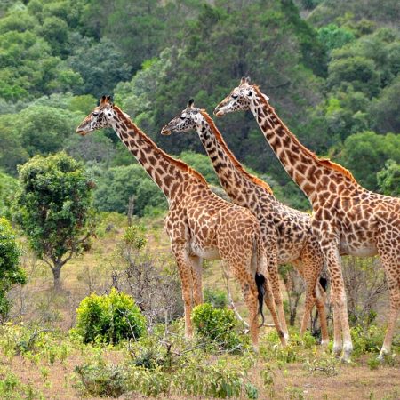 featured-lake-manyara