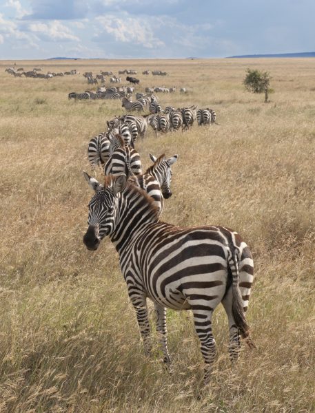 halisi tours africa serengeti-national-park-tanzania