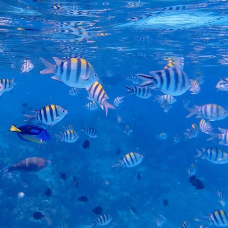 mnemba-island-zanzibar-m