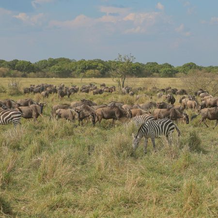Zebras and wildebeests grazing in Serengeti