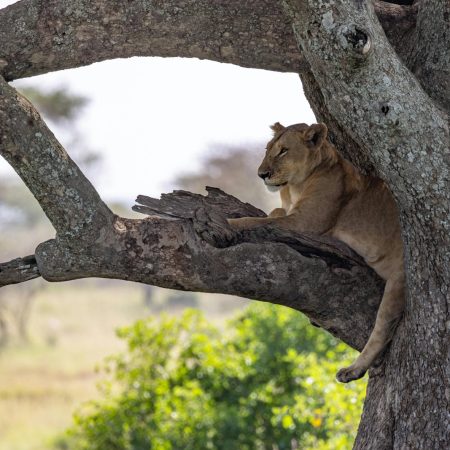 Lions resting on tree branch in Serengeti