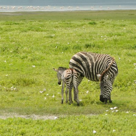 Mother zebra and foal in Ngorongoro