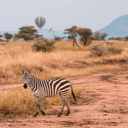 Zebra in Tarangire with hot air balloon