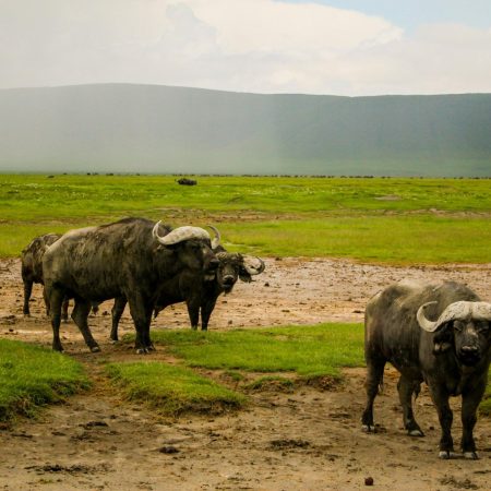 African buffaloes in Ngorongoro Crater