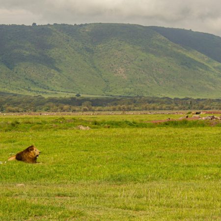 Lion resting in Ngorongoro Crater plains