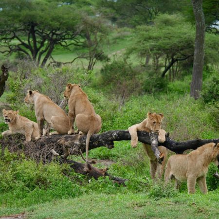 Lions resting on tree in Serengeti