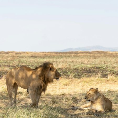 Lions in Serengeti golden grasslands