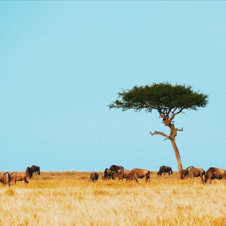 Wildebeest herd under acacia tree in Serengeti