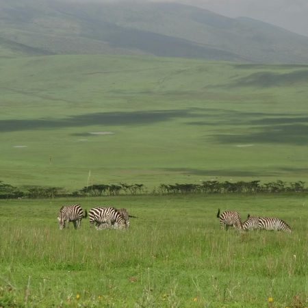 Zebras grazing in Ngorongoro Crater