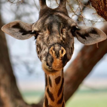 Giraffe in Tarangire National Park
