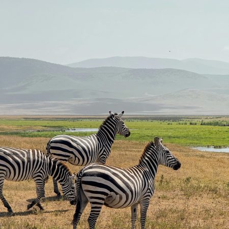 Zebras grazing with mountain backdrop in Ngorongoro