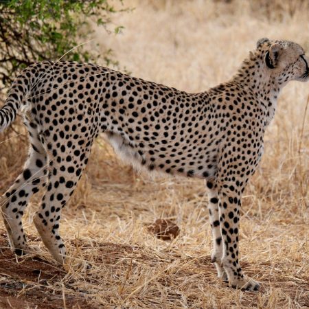 Cheetah in Tarangire National Park