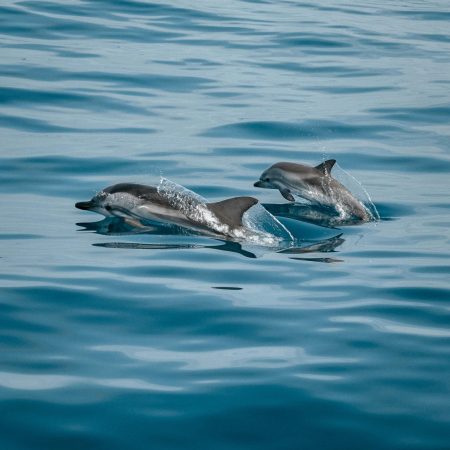 Dolphins jumping out of ocean