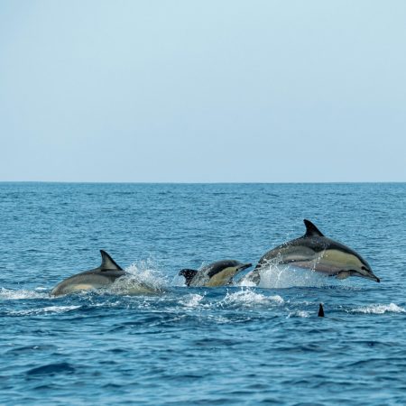 Pod of dolphins swimming in open ocean