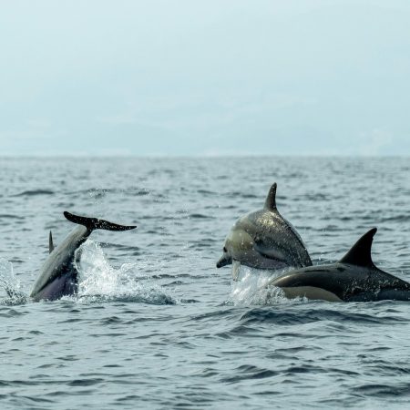Playful dolphins leaping in ocean waves